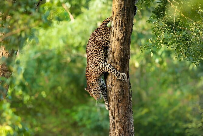 Wilpattu Half Day Safari From Anuradhapura - The 5:00 AM pickup from Anuradhapura