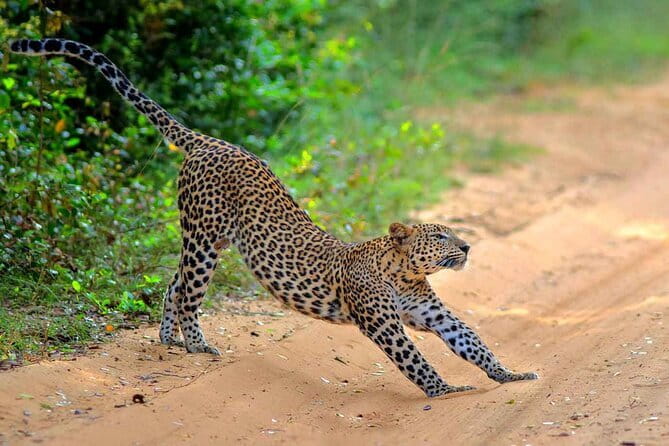Wilpattu Half Day Safari From Anuradhapura - What the private format means for you