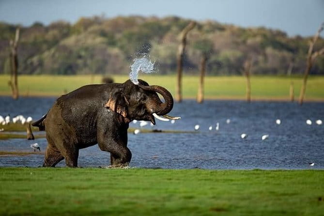 Wilpattu Half Day Safari From Anuradhapura - Is $73 good value?