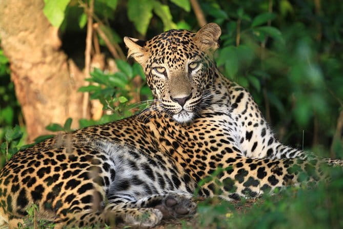 Wilpattu Half Day Safari From Anuradhapura - Reaching the park and getting ready for the jeep