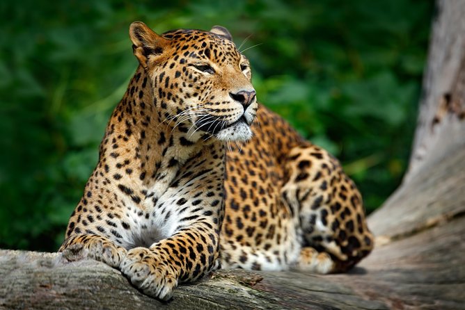 Wilpattu National Park Entrance Ticket with Private Safari - Key points to know before booking