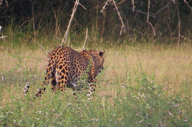 Wilpattu National Park Entrance Ticket with Private Safari - The 4WD question you must settle first