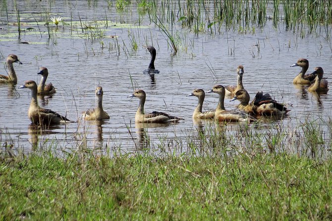 Wilpattu National Park Entrance Ticket with Private Safari - A private jeep for up to six people