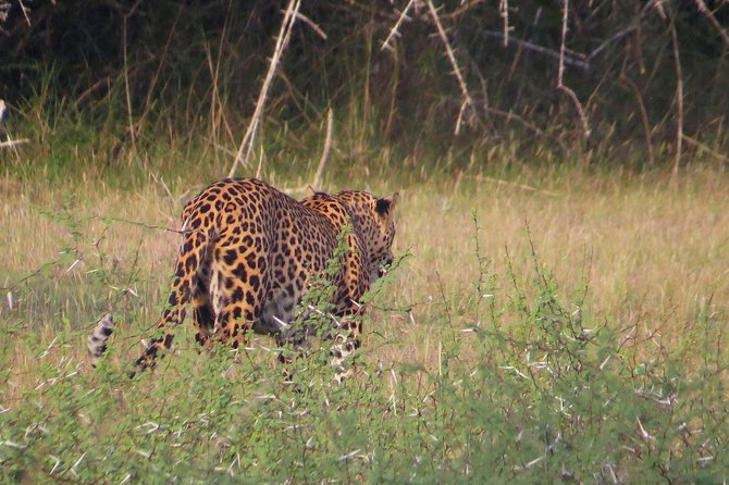 Wilpattu National Park Entrance Ticket with Private Safari - Pickup, meeting point, and the Anuradhapura connection