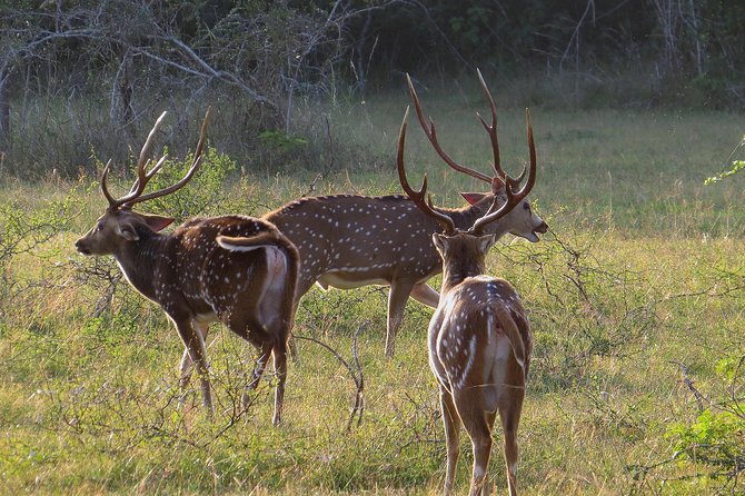 Wilpattu National Park Entrance Ticket with Private Safari - Is $39 good value?