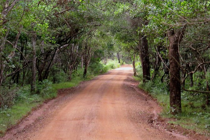 Wilpattu National Park Entrance Ticket with Private Safari - What the positive feedback tells you