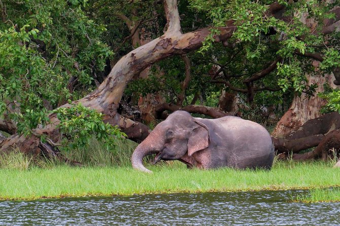 Wilpattu National Park Entrance Ticket with Private Safari - Inside the park: pools, forest, and wildlife watching