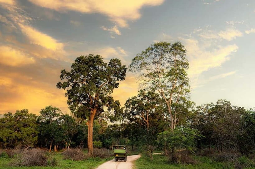 Wilpattu National park - Full day Safari (06:00am - 18:00pm) - Why Wilpattu Feels Different From a Quick Safari