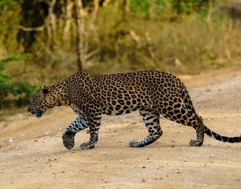 Wilpattu National park - Full day Safari (06:00am - 18:00pm) - Entering Wilpattu and Following the Villus