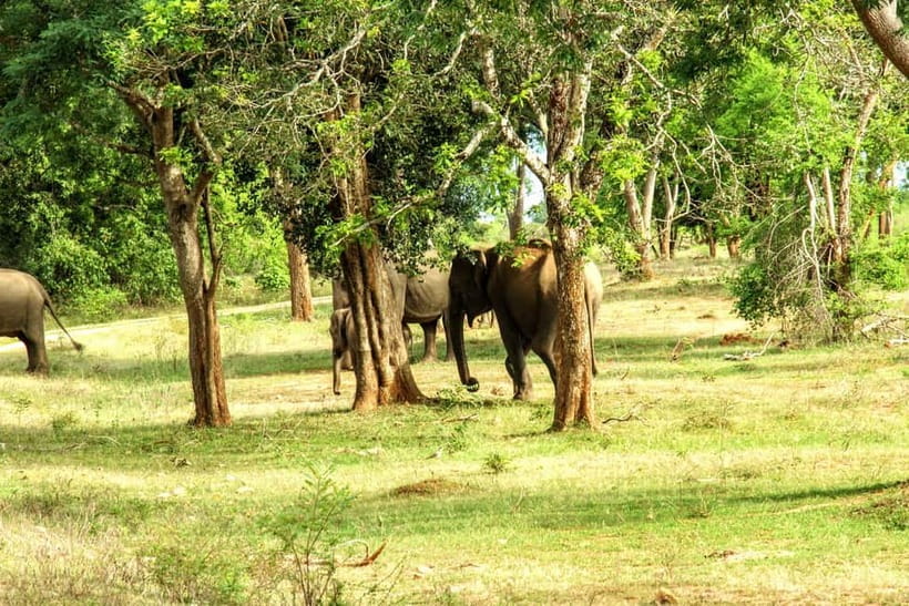 Wilpattu National park - Full day Safari (06:00am - 18:00pm) - Sloth Bears, Elephants, and Smaller Wildlife