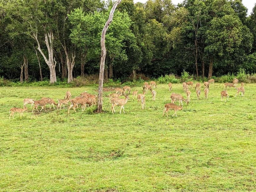 Wilpattu National park - Full day Safari (06:00am - 18:00pm) - Kudiramale Point, Pomparippu, and Lakeside Stops