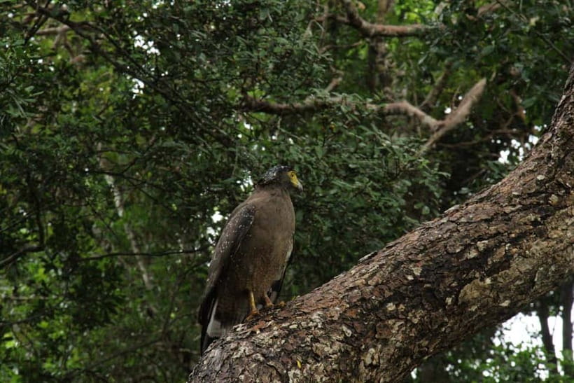 Wilpattu National park - Full day Safari (06:00am - 18:00pm) - Breakfast, Lunch, and the Practical Comforts