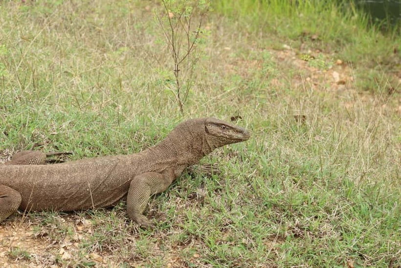 Wilpattu National park - Full day Safari (06:00am - 18:00pm) - Is $95 a Fair Price?