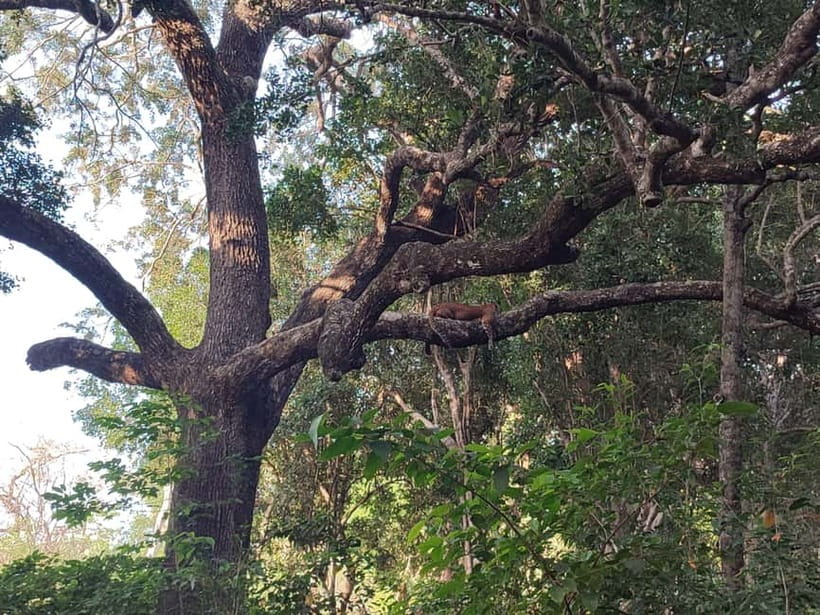 Wilpattu National park : Full day Safari (06:00am - 18:00pm) - The 6:00 AM Start From Galkadawala or Nochchiyagama