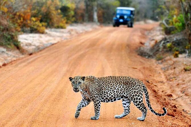 Wilpattu National Park Jeep Safari from Negombo / Waikkal (All Inclusive) - Key points before you book