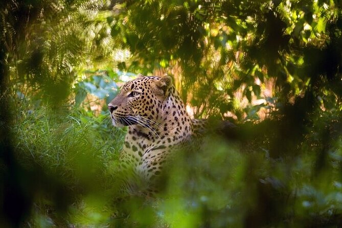 Wilpattu National Park Jeep Safari from Negombo / Waikkal (All Inclusive) - Breakfast near Wilpattu before the gates