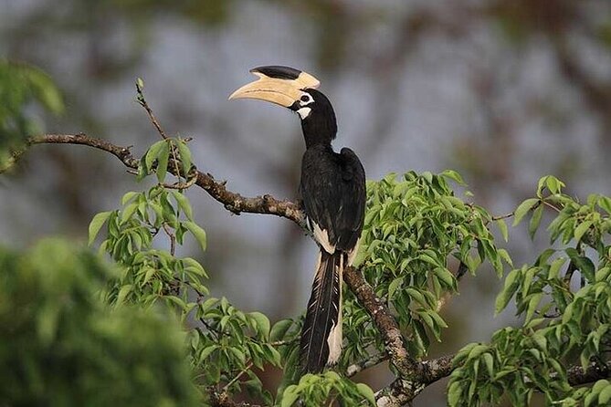 Wilpattu National Park Jeep Safari from Negombo / Waikkal (All Inclusive) - The long midday break and Sri Lankan lunch