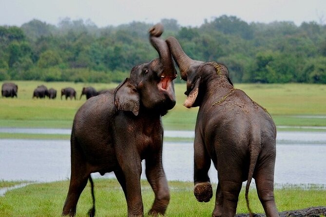 Wilpattu National Park Jeep Safari from Negombo / Waikkal (All Inclusive) - How the private format affects the day