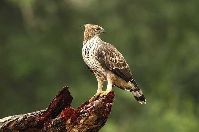 Wilpattu National Park Jeep Safari from Negombo / Waikkal (All Inclusive) - What is included and what is not