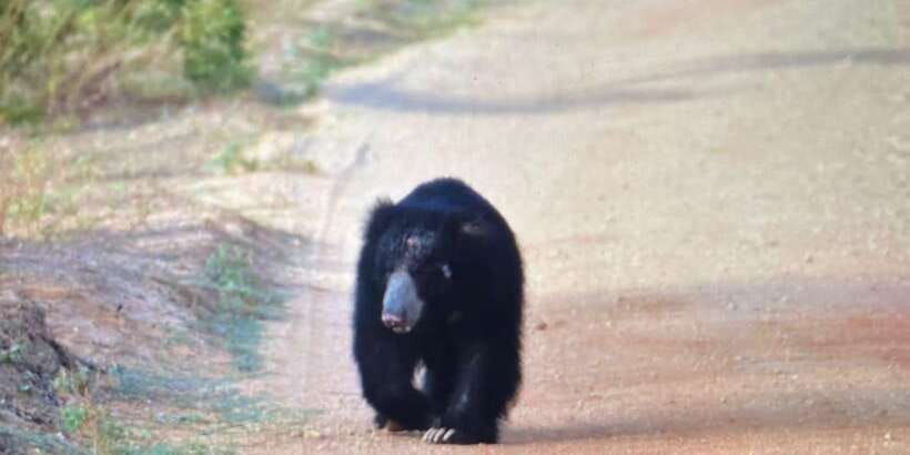 Wilpattu National park - Morning or Afternoon Safari - Key Things to Know Before You Book