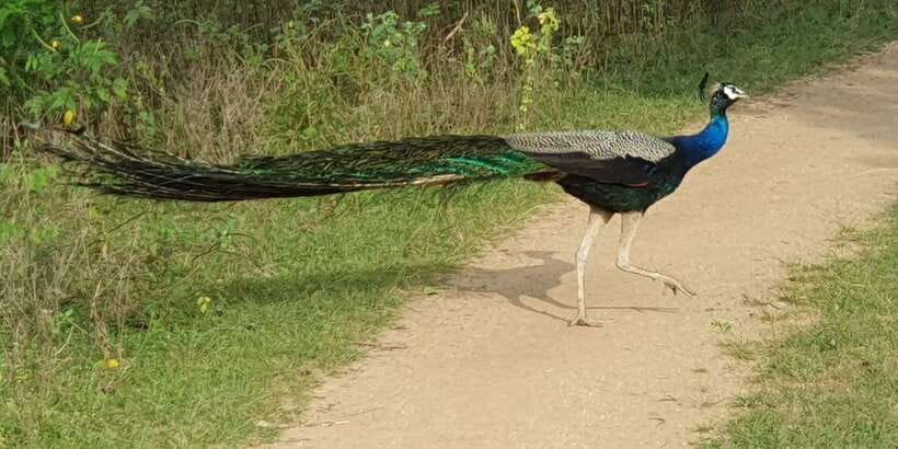 Wilpattu National park - Morning or Afternoon Safari - Who Will Get the Most From This Safari