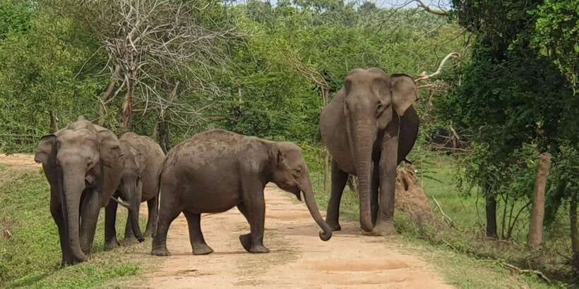 Wilpattu National park - Morning or Afternoon Safari - What You Are Really Paying For