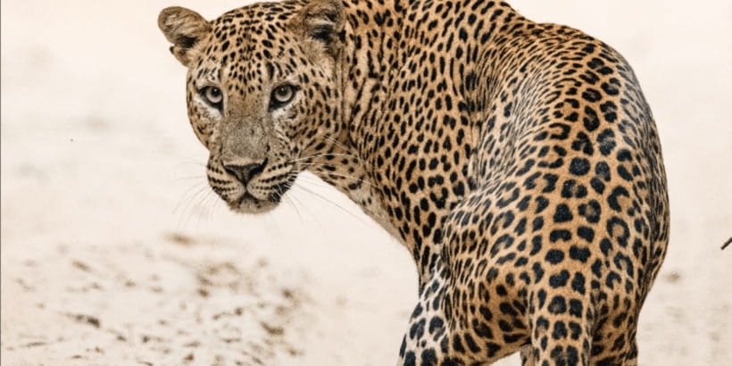 Wilpattu National park - Morning or Afternoon Safari - The Park’s Scrub, Plains, and Villus
