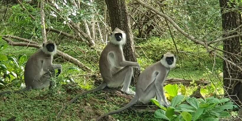 Wilpattu National park - Morning or Afternoon Safari - The Problem of Convoys and Crowded Sightings