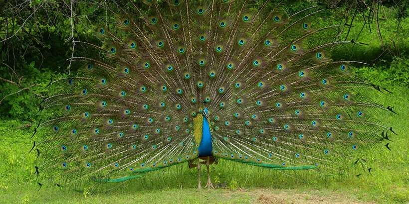 Wilpattu National park - Morning or Afternoon Safari - Food, Water, and What to Pack