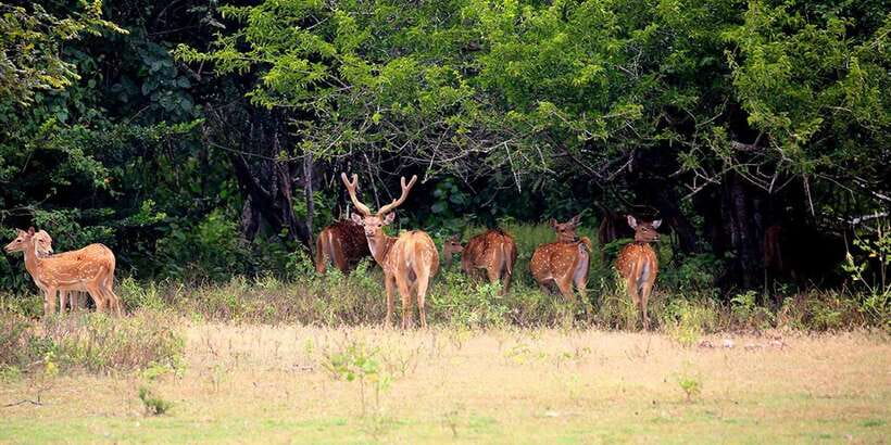 Wilpattu National Park: Morning or Afternoon Safari - The early pickup and long road approach