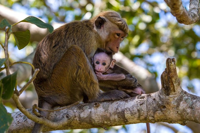 Wilpattu National Park Private Full Day Tour From Colombo - Key points to know before you book