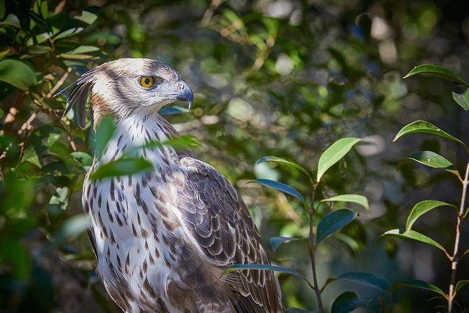 Wilpattu National Park Private Full Day Tour From Colombo - Wildlife watching: leopards, bears, elephants, and birds
