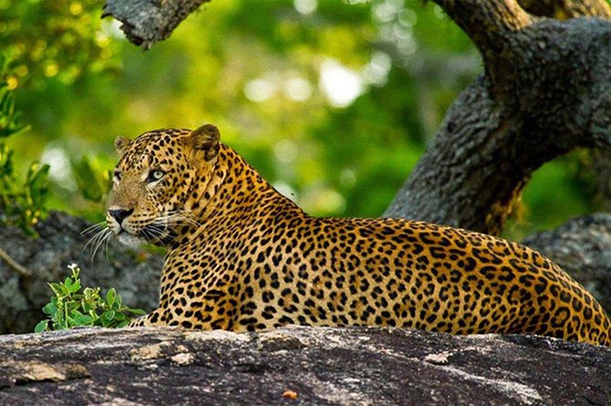 Wilpattu National Park Private Full Day Tour From Colombo - What the private jeep format adds