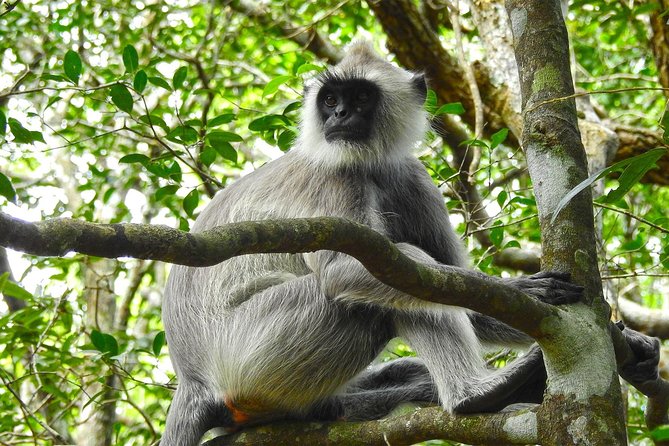 Wilpattu National Park Private Full Day Tour From Colombo - Fitness, comfort, and the shape of the day