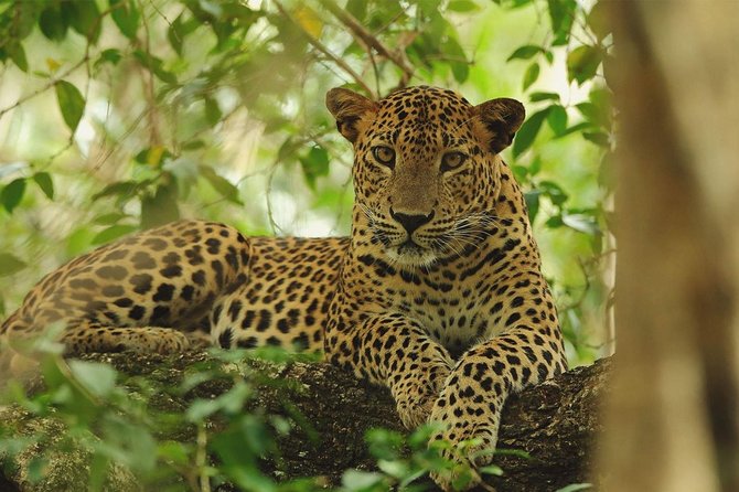 Wilpattu National Park Private Full Day Tour From Colombo - The early departure and long drive from Colombo