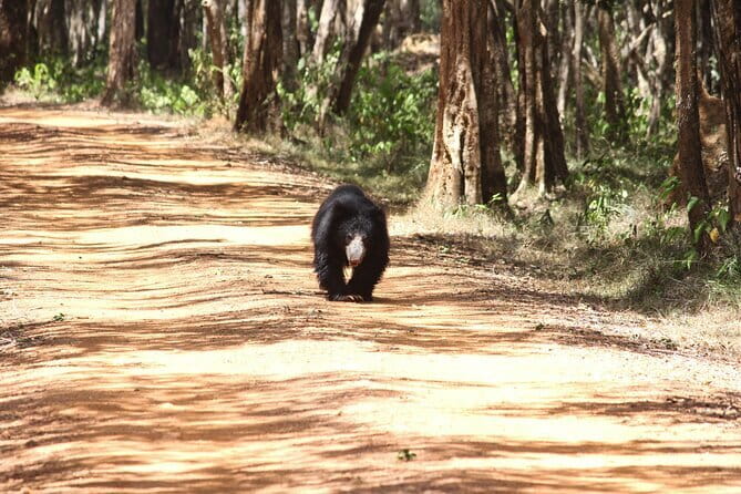 Wilpattu National Park Private Jeep Safari From Colombo & Negombo - Why Wilpattu’s willus make this park different