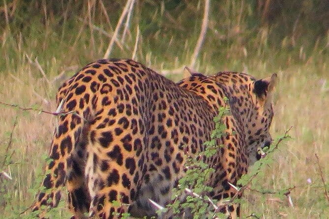 Wilpattu National Park Private Jeep Safari From Colombo & Negombo - What the $170 price includes in practical terms