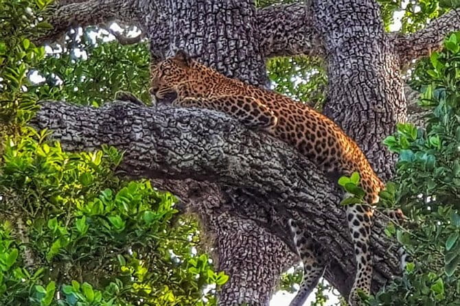 Wilpattu National Park Private Jeep Safari From Colombo & Negombo - Timing, comfort, and what to pack