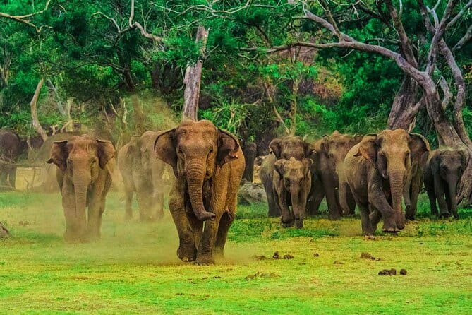 Wilpattu National Park Private Jeep Safari From Colombo & Negombo - Who should book this Wilpattu safari?