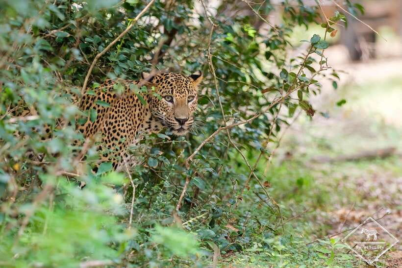 Wilpattu National Park: Private Safari - Key points to know before booking