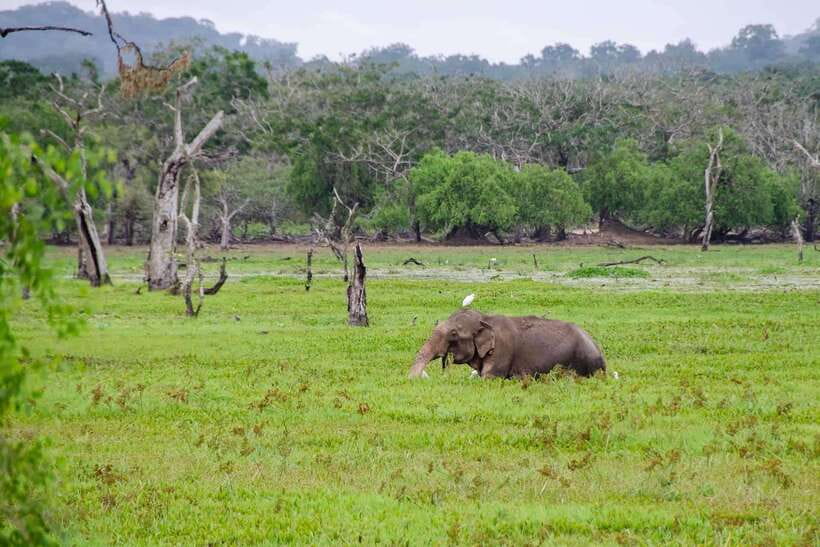 Wilpattu National Park: Private Safari - Why Wilpattu feels different from other Sri Lankan parks
