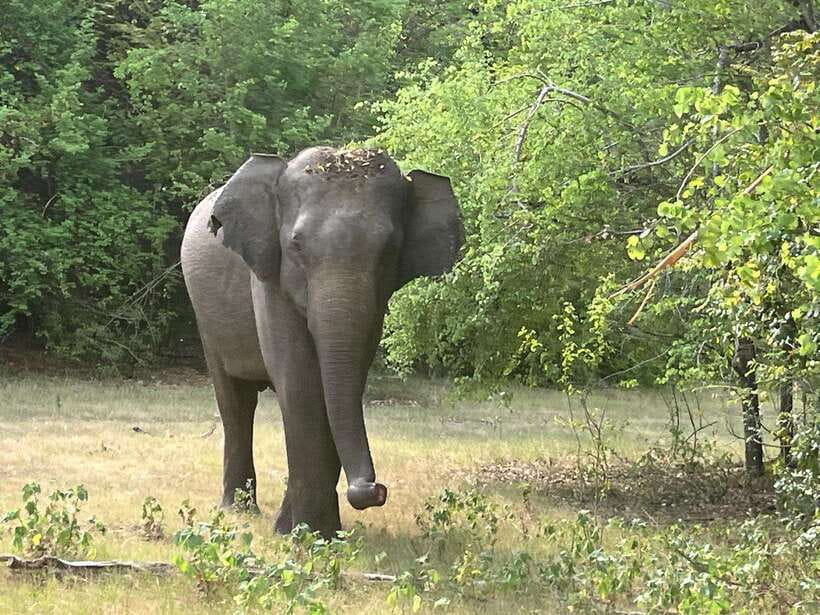 Wilpattu National Park: Private Safari - Searching for leopards in Wilpattu