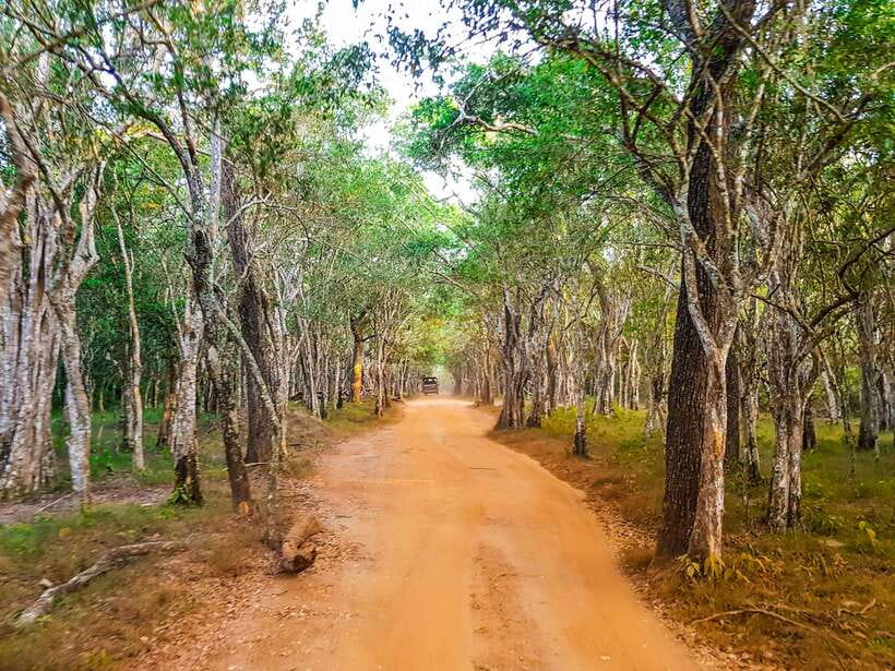 Wilpattu National Park: Private Safari - Elephants, birds, monkeys, and the wider animal life