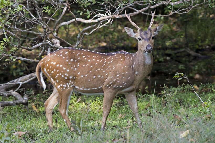 Wilpattu National Park: Private Safari - The driver can shape the whole day