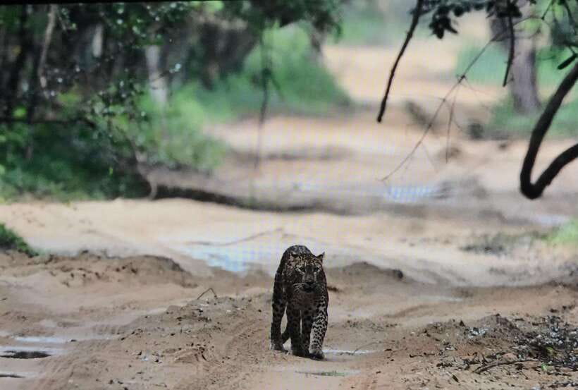 Wilpattu National Park: Private Safari - What this safari suits best