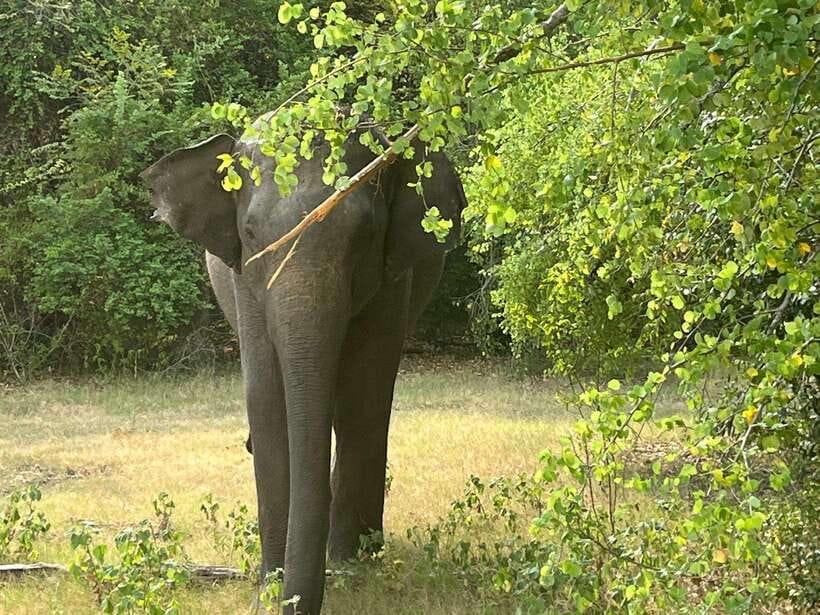 Wilpattu National Park Private Safari - The three-hour game drive