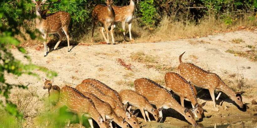 Wilpattu National Park Safari Tour from Colombo - Key points to know before you book