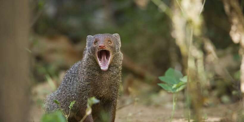 Wilpattu National Park Safari Tour from Colombo - Final verdict: book it for access, not certainty