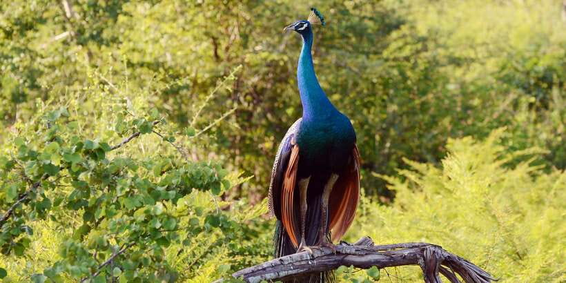 Wilpattu National Park Safari Tour from Colombo - What the Wilpattu jeep safari feels like