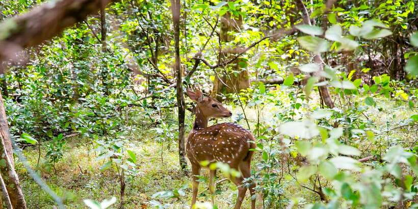 Wilpattu National Park Safari Tour from Colombo - The park’s willus add more than scenery